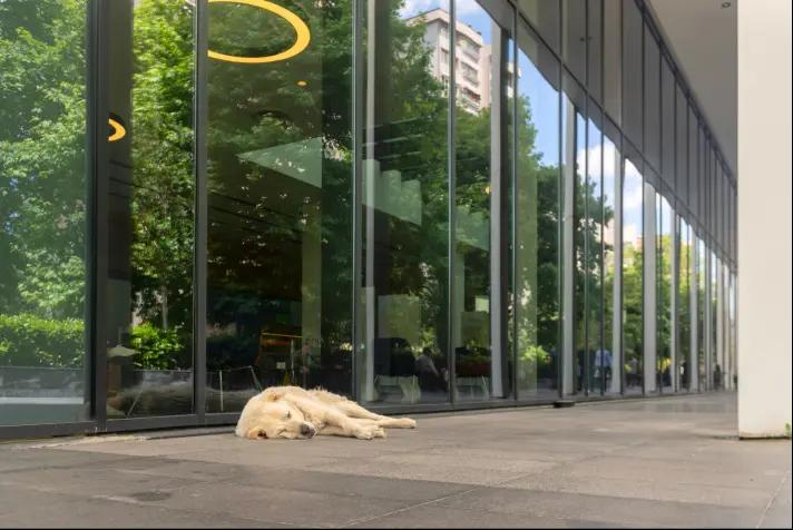 Quick Tower'ın bahçesinde uyuyan köpek